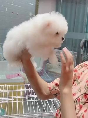 A post by @petpetpp on TikTok caption: #dog #cute #pet #foryou #foryoupage