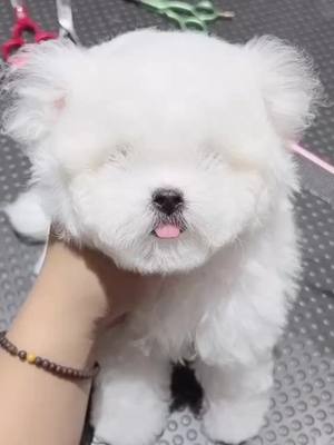 A post by @petpetpp on TikTok caption: #cute #dog #pet #foryou #foryoupage