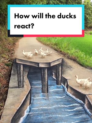 A post by @arcsunshine on TikTok caption: #ducks #river 