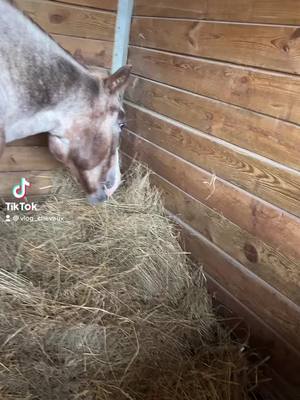 A post by @vlog_chevaux on TikTok caption: Partie 1 (on reprend enfin les vlogs )Didi au top comme toujours mais un peut fatigué.#pourtoi #fypシ #cheval #equitation 