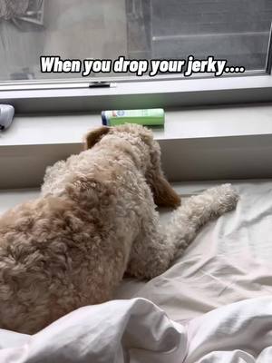 A post by @chuckthedo0d on TikTok caption: Did I say stand there and look stupid? Get it for me! 🙄   #dogsoftiktok #fyp #goldendoodle #funny #foodislife 