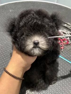 A post by @petpetpp on TikTok caption: #cute #dog #pet #foryou #foryoupage