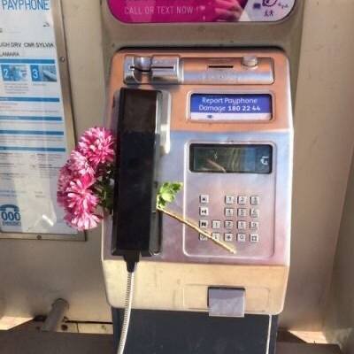 A post by @opus.archive on TikTok caption: abandoned flowers #fyp