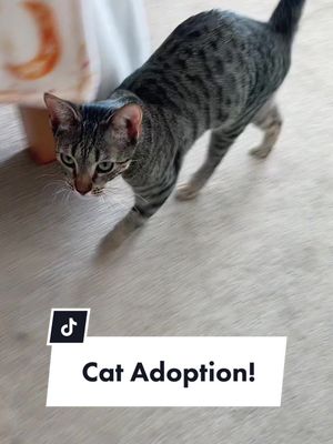 A post by @alanakingspn on TikTok caption: Hi I have a cat now 😭🐱❤️ #cat #catadoption #tabbycat 