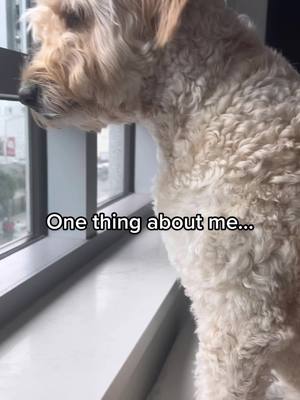 A post by @chuckthedo0d on TikTok caption: He’s never gonna stop being nosy🙄 #mindyourbusiness #goldendoodle #fyp #funnydogs 