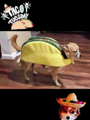 A post by @wendyryoul on TikTok caption: Its National Taco Day!! #Taco #TacoTuesday #NationalTacoDay #Chihuahua #dogmom #sillydog #chihuahuamom #wow #wendyonwellness