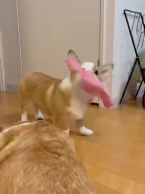 A post by @1998n0719 on TikTok caption: 一発じゃ足りないみたい😭💦#da_ice#スターマイン#コーギー#corgi