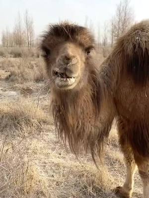 A post by @protection913 on TikTok caption: #animals #camel  #foryou  so cute 