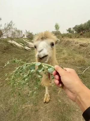 A post by @protection913 on TikTok caption: #animals #cemal #foryou do you think it is cute?