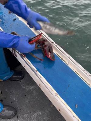 A post by @morganwood74 on TikTok caption: Big boy headed back with a tag and a snack. #maine #ocean #lobster #xyzbca #foryou #bigboy 