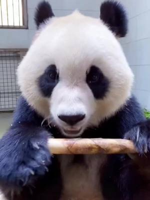 A post by @protection913 on TikTok caption: #panda #animals #foryou pls follow me if you like it