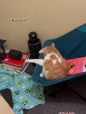 A post by @kelvingnocchibumbles on TikTok caption: Caught him reading Lessons in Chemistry in our Hurricane shelter room. #kelvin #cats #PetsOfTikTok #lessonsinchemistry