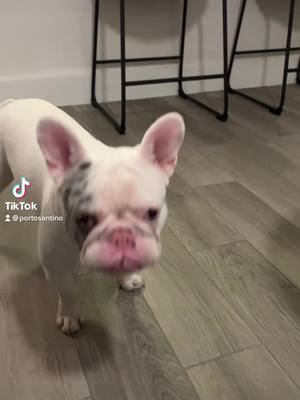 A post by @frenchieporto on TikTok caption: Jajajaja 🤪 . . . . . . : . .  #frenchie #frenchbulldog #frenchiesofinstagram #frenchielove #dogsofinstagram #frenchies #dog #puppy #bulldog #frenchiepuppy #frenchielife #frenchieoftheday #frenchbulldogsofinstagram #dogs #puppylove #frenchiesociety #frenchiegram #bulldogfrances #frenchbulldogs #puppiesofinstagram #Love #instadog #bulldogs #french #bulldogsofinstagram #instafrenchie #dogstagram #puppies #franz #bully