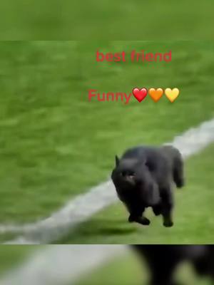 A post by @tongscypet88 on TikTok caption: funny and skills#football #pl #Soccer #pet #pfy 