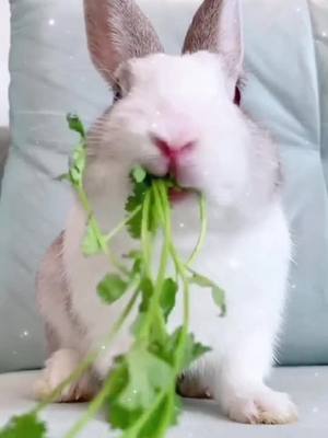 A post by @protection913 on TikTok caption: #Animals #rabbit #eatingshow pls follow me if you think it is so cute.