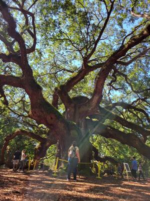 A post by @melissaaaleee on TikTok caption: Angel Oak Tree. I’m still in awe. 