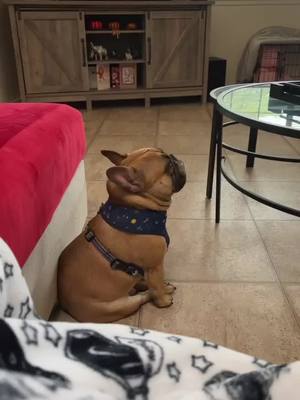 A post by @abuthefrenchie on TikTok caption: thinking super hard thoughts #frenchiesoftiktok #hawaiitiktok #puppylove #frenchie #thinkingabout 