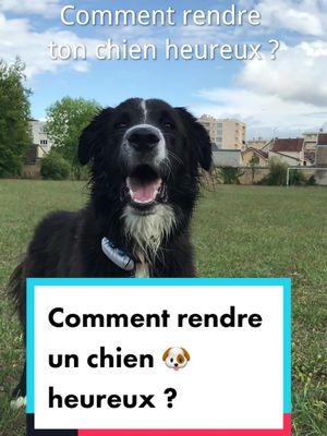 A post by @hello_cocospeaking on TikTok caption: Un chien heureux = un maître heureux ! Tu rêves de travailler avec les chiens et de les rendre heureux ? Contacte @skillandyou pour te former au métier de tes rêves dès maintenant.  #coco #chien #chiens #dog #Love #chienmignon #chienheureux #pourtoi #foryou #heureux #happy #formation 