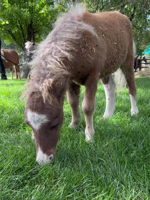 A post by @sydlishous on TikTok caption: And his name is TikTok…. #aspenvalleypoloclub #polo #babyminihorse 