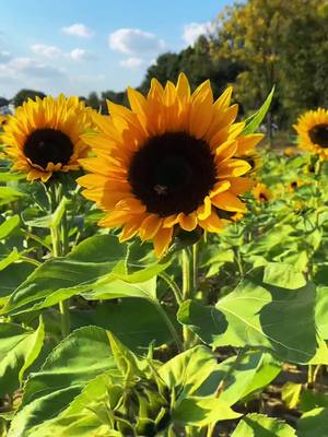 A post by @creatively.cotton on TikTok caption: Dalton Farms 🌻 #sunflower #daltonfarmsnj #newjersey #farmlife