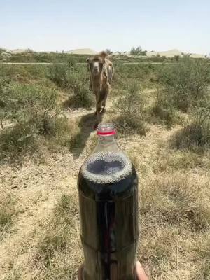 A post by @protection913 on TikTok caption: #camel #animals #eating 