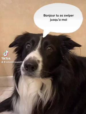 A post by @sebastienaupetit2 on TikTok caption: #fleur#pourtoi#chiens #bordercollie.         Tiens une fleur