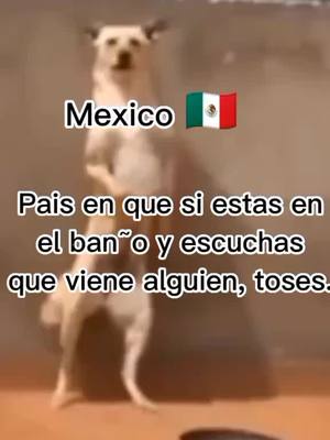 A post by @team...mexico_ on TikTok caption: #🇲🇽#ParaTi#mexico#perro#humor 