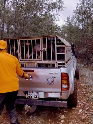 A post by @lameutedesboisderouves on TikTok caption: #sanglier #chasse #meute #passiontraque #chienscourant #chasseresses #hiluxpickup #chasseurfrancais #l200 #foryou #pourtoi 