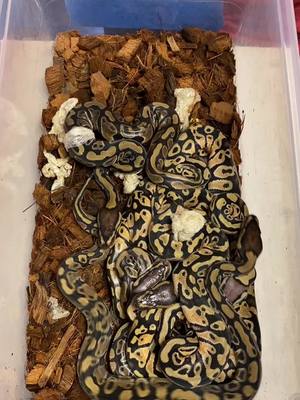 A post by @kmbreptiles on TikTok caption: New clutch of baby ball pythons having their first shed!   #KMBREPTILES #snakes #reptiles #reptile #reptilekeeper #snakecollection  #exoticpets #livingart #snakebreeder #ballpython  #ballpythonmorphs #ballpythons #ballpythonsofig #ballpythonbreeder  #pythonregius 