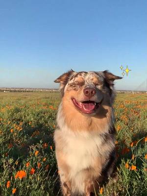 A post by @hekinhenry on TikTok caption: i can’t even imagine it ☺️ #hekinhenry #aussie #dogsoftiktok 