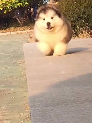 A post by @protection913 on TikTok caption: #cutebaby #dog #animals  do you like it 