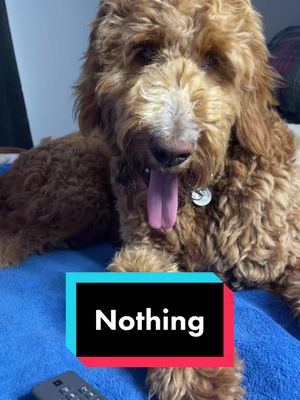 A post by @nathalieetdainalachance on TikTok caption: Nothing.... #weekendVibes #pug #goldendoodles