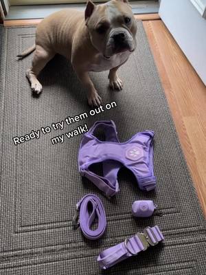 A post by @nola.the.bully on TikTok caption: New gear from @sparkpawsofficial! #sparkpaws #walkset #harness #leash #collar #poopbagholders #americanbully #bullytok #fyp 