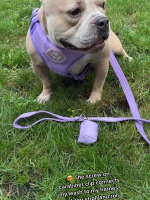 A post by @nola.the.bully on TikTok caption: Time to try out my new @sparkpawsofficial gear! #sparkpaws #doggear #harness #leash #secure #strollingandrolling #americanbully #bullytok #fyp 