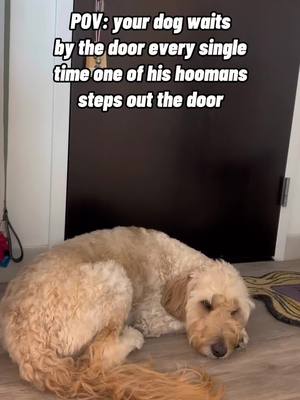 A post by @chuckthedo0d on TikTok caption: BRB gonna go cry🥲   #dogsoftiktok #goldendoodle #fyp #foryoupage 