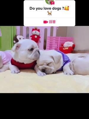 A post by @sjkl2886 on TikTok caption: 来自@sjkl2886的#回答 cute dogs #dog #pet #puppy #puppygog #PetsOfTikTok #dogsoftiktok #funny #fyp #puppylove #cute