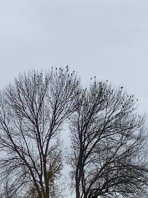 A post by @gingermomof4 on TikTok caption: #thebirds #creepy #flysouth #BIRDS #scared #fearofbirds 