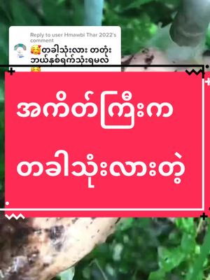 A post by @thirihanaung2 on TikTok caption: Replying to @user Hmawbi Thar 2022 #တခါသုံးမဟုတ်ပါ #tiktokuni #fyp #tiktokmarketplace #thinkb4youdo #studytips #skincare #yourmysoap #တွေးပြီးမှတင်ပါ #အသားမဲတွေလာကြနော် #အသားဖြူချင်သူများအတွက် 