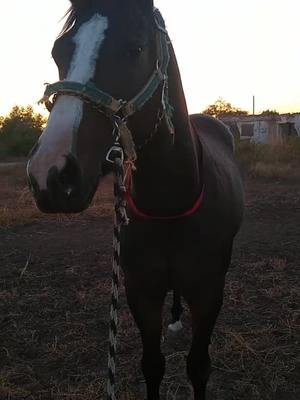 A post by @josecazares097 on TikTok caption: Mi zorrito🙌❤️#carrerasdecaballos #carrerasdecaballos #algoritmotiktok #viraltiktok