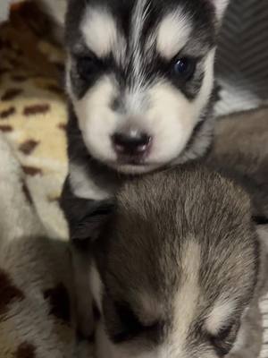 A post by @aura.siberianhusky on TikTok caption: 😍😍😍 #pintamostodalacasa #pintamostodalacasaqueeeeseso😵 #pintamostodalacasa🤣🤣 #bebes #baby #babyhusky #husky #cachorros #cachorrosdotiktok #perritos #babyhusky🐺 #viralvideos 