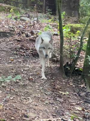 A post by @melissaaaleee on TikTok caption: Western North Carolina Nature Center! 🥰