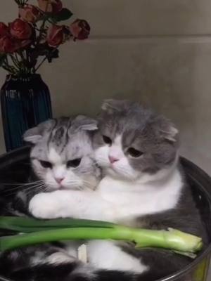 A post by @bigtime58 on TikTok caption: #zoon #funny #cat 