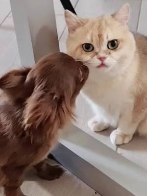 A post by @cute_funny_friend on TikTok caption: #TrueLove #dog #cat #pet #cute #animal #fyp #foryou #foryoupage