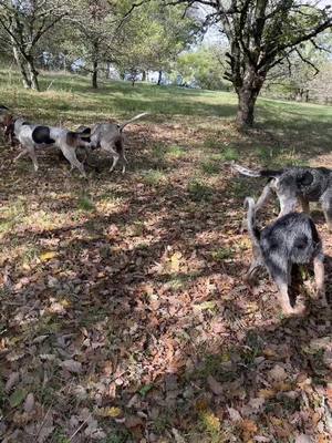 A post by @lameutedesboisderouves on TikTok caption: #sanglier #chasse #meute #passiontraque #chienscourant #chasseurfrancais #traqueurs #foryou #pourtoi 