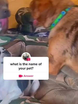 A post by @slovepets on TikTok caption: #answer to @lodidex143 What is the name of your dog? #rescuedogs #rescueandlove #lovedogs🐶🐕 #cutedogsoftiktok🐶❤️  