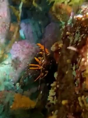 A post by @outdoors_uk on TikTok caption: The undersea world#diving #discovery #tiktok #CapCut