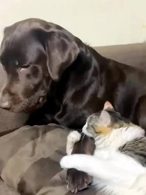 A post by @cute_funny_friend on TikTok caption: #dog#cat#funny#pet#fyp #foryou #foryoupage