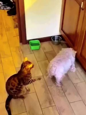 A post by @cute_funny_friend on TikTok caption: Why r u doing this to me?#why #friends #BeNice #dog #cat #funny #pet #fyp #foryou #foryoupage