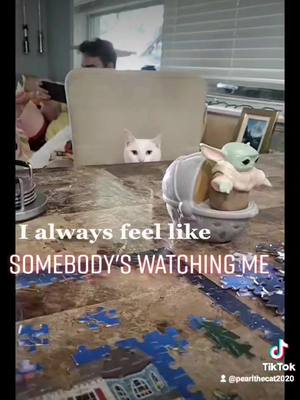 A post by @pearlthecat2020 on TikTok caption: #cat #animalsoftiktok #trending #fyp #funny #catsoftiktok #Pearlthecat2020 #somebodyswatchingme