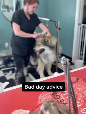 A post by @tkthefluff on TikTok caption: Bad day advice #tikaani #naid #badday #wolfdog 